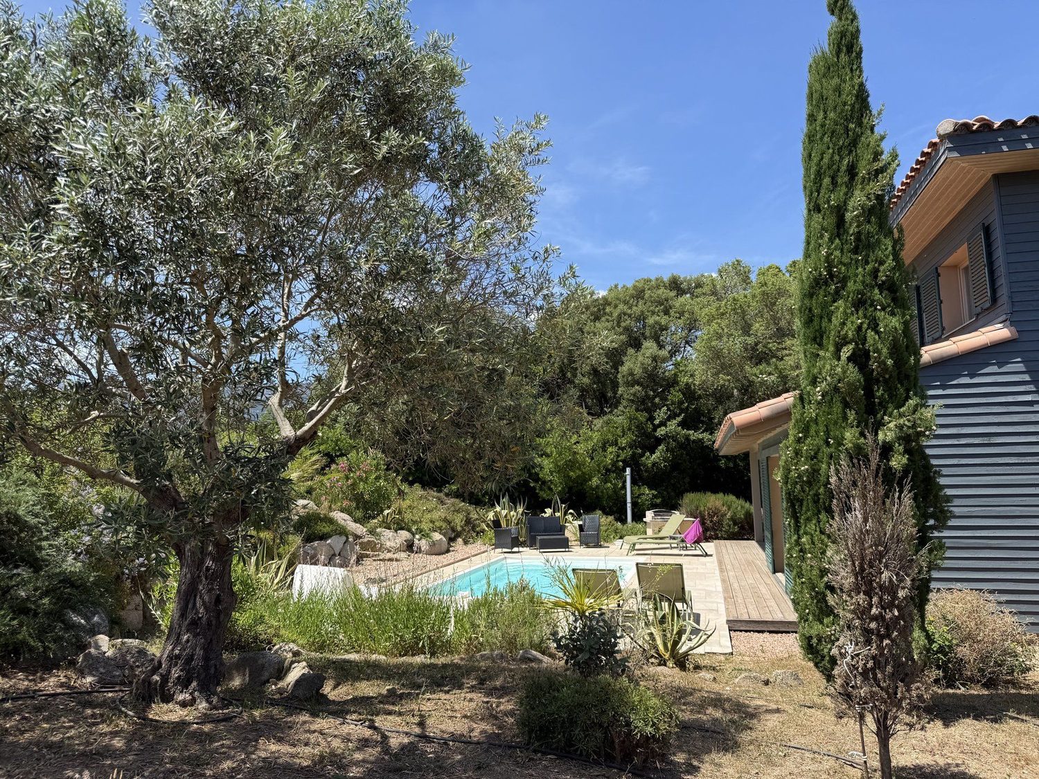 Les Oliviers — garden olive trees pool, villa with a private pool in Figari